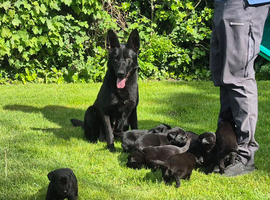 Sheprador