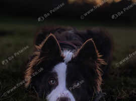 Chocolate & White Border Collie STUD - PROVEN & HEALTH TESTED