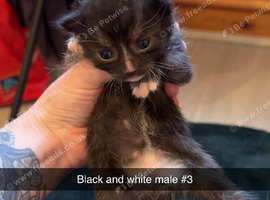 Kittens for sale available October 31st