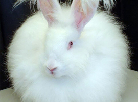 Looking for angora rabbits