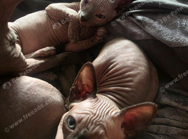 2 female Sphynx kittens