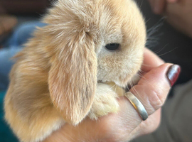 3 litters beautiful mini lops - super temperaments
