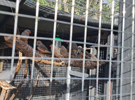 Lots of zebra finches