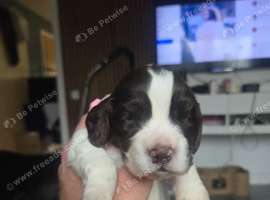 Sprocker Puppies