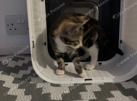 adorable mixed breed female kitten