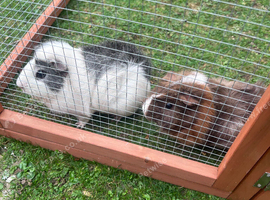 Female guinea pigs