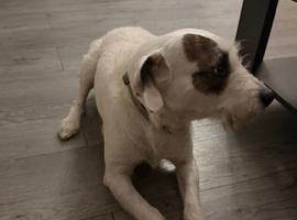 parson terrier for stud.