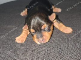 Yorkie / Biewer