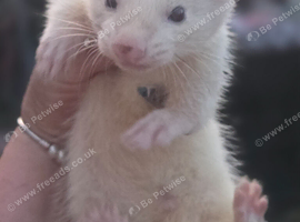 Ferret kits looking for homes