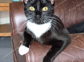1 year old cat