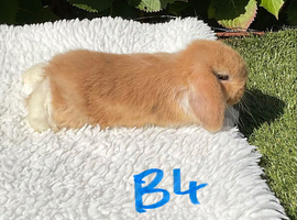 Pure bred mini lops .