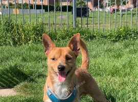 Boy short hair chihuahua cross jack Russell