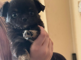 Long haired little girl, 7 weeks old, ready to go