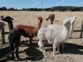 3 female alpacas