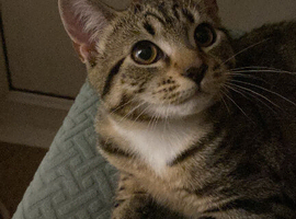 beautiful girl cat looking for new home