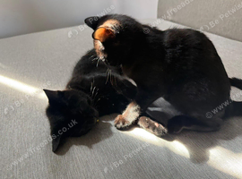 2 x Beautiful Black Kittens available for adoption