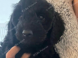 F2B Cockapoo puppies (1 girl, 1 boy)