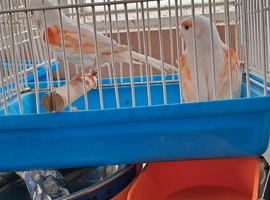 2 Canaries