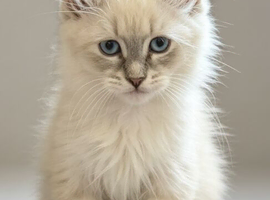 Stunning Siberian Neva Masquerade