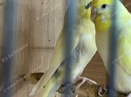 3 x baby budgies