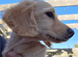 Cream long haired miniature dachshund