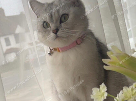 Adorable kittens looking for a forever loving home