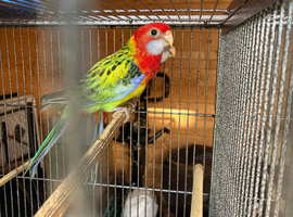 Golden Mantel Rosellas