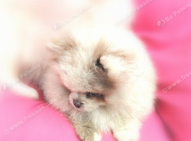 Gorgeous little Pomeranian girl
