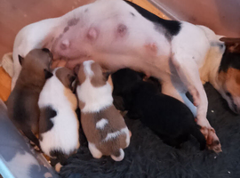 Jack Russell x Mini Chihuahua pups for sale