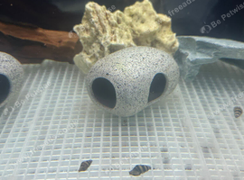 assassin snails