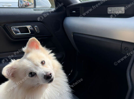 Wanted female German Spitz