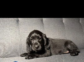 1 boy cockerpoo left for sale ready to leave now