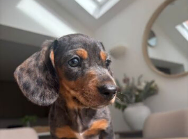 Miniature Dachshund puppies ready now! Last two available