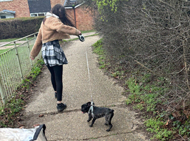 8 month female french bulldog