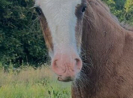 3 month old cob colt foal