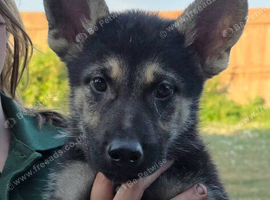 Tamaskan Puppies *health tested parents*