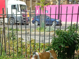 Staff bull terriers puppy