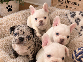 French bulldog puppies