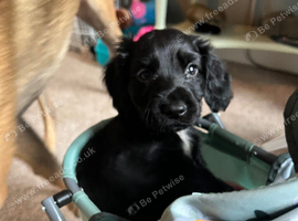 Cocker spaniel