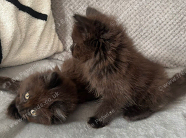 Beautiful Maine Coon kittens