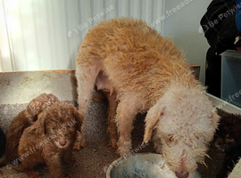 Beddlington terrier pups for sale
