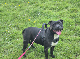 Adorable staffy puppy
