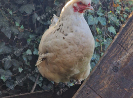 Silki cross hens