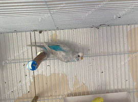 Beautiful budgies