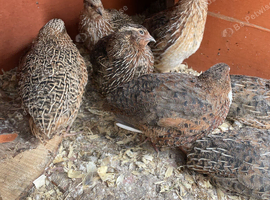 Coturnix Quail looking for new homes. BA3