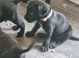 Cane corso puppies