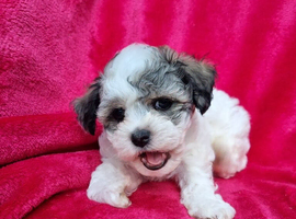 Bichon puppies for sale