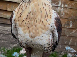 Female ferruginous hawk
