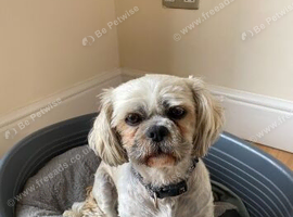 5 year old shih tzu