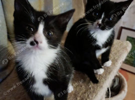 Gorgeous tuxedo girls.